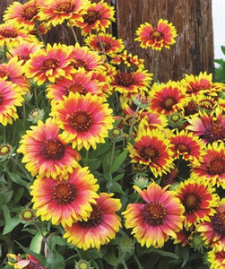 Sunflower Indian Blanket Seeds