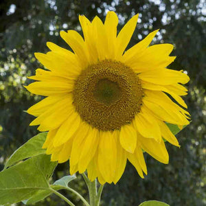 Sunflower Mammoth Seeds