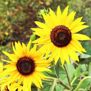 Sunflower Skyscraper Seeds