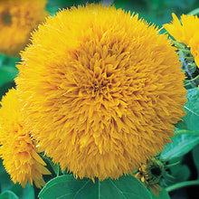 Load image into Gallery viewer, Sunflower Dwarf Teddy Bear Seeds

