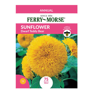Sunflower Dwarf Teddy Bear Seeds