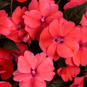 Sunpatiens 'Compact Deep Rose'