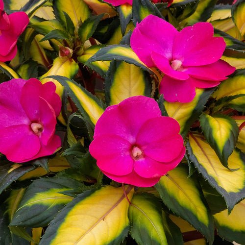 sunpatiens flower seeds Sunpatiens 'Compact Tropical Rose'