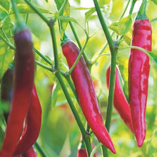 Load image into Gallery viewer, Pepper Super Chili Seeds
