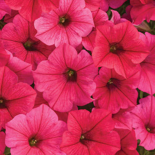 Petunia 'Supertunia Vista Paradise'