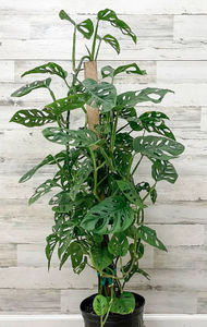Philodendron 'Swiss Cheese'
