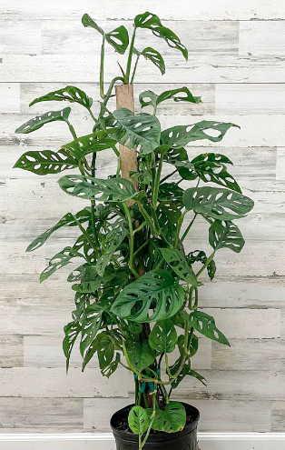 Philodendron 'Swiss Cheese'