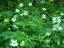 Load image into Gallery viewer, Anemone virginiana &#39;Thibmleweed&#39;
