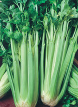 Load image into Gallery viewer, Celery 'Tango'
