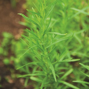 Tarragon Seeds