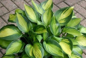 Hosta 'Justine'