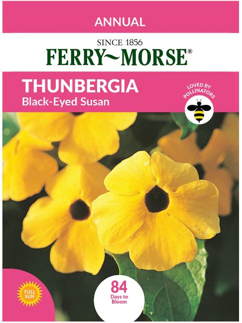 Thunbergia 'Black Eyed Susan' Seeds