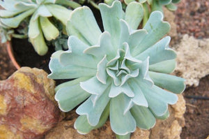 Echeveria runyonii ‘Topsy Turvy’