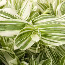 Load image into Gallery viewer, Tradescantia 'Pistachio White' Spiderwort
