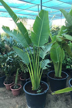Load image into Gallery viewer, Ravenala madagascariensis &#39;Travellers&#39; Palm

