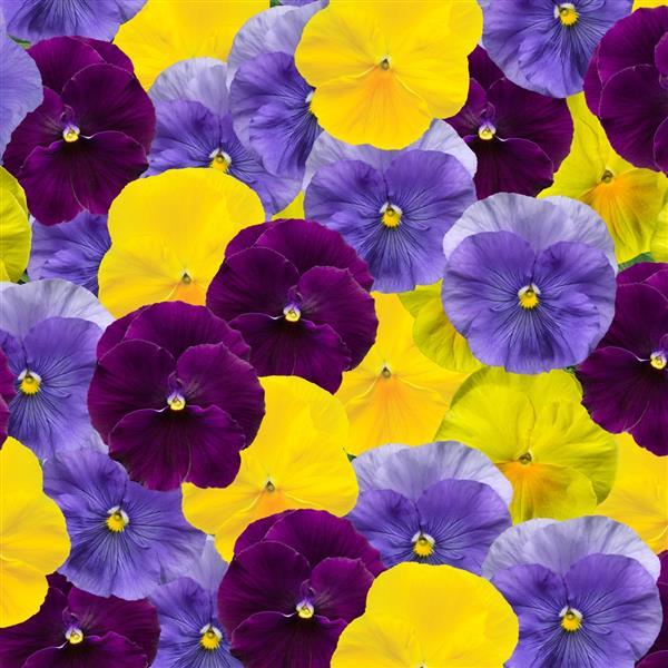Pansy 'Tricolor Mix'