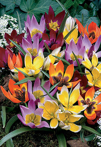 Tulip 'Deer Resistant Mixture' Bulbs (15)