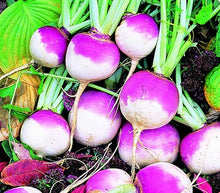 Load image into Gallery viewer, Turnip &#39;Purple Top White Globe&#39; Seeds
