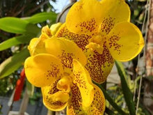 Load image into Gallery viewer, Orchid phalaenopsis
