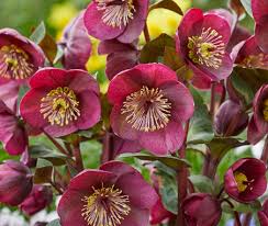 Helleborus 'Vibey Velvet'