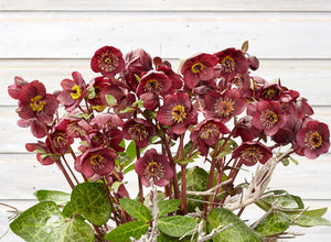 Helleborus 'Vibey Velvet'