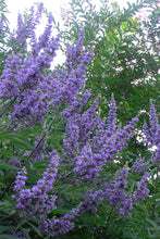 Load image into Gallery viewer, Vitex a. &#39;Shoal Creek&#39; Chaste Tree

