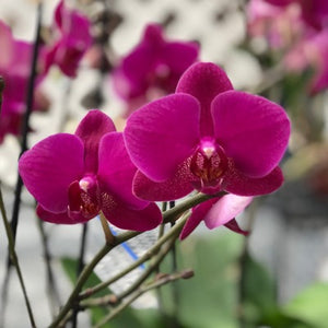 Orchid phalaenopsis