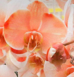 Orchid phalaenopsis