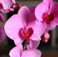 Load image into Gallery viewer, Orchid phalaenopsis
