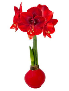 Wax Amaryllis