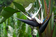 Load image into Gallery viewer, Strelitzia nicolai &#39;White&#39; Bird of Paradise
