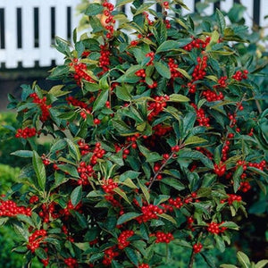 Ilex verticillata 'Winter Red' Winterberry