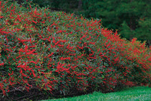 Load image into Gallery viewer, Ilex verticillata &#39;Winter Red&#39; Winterberry
