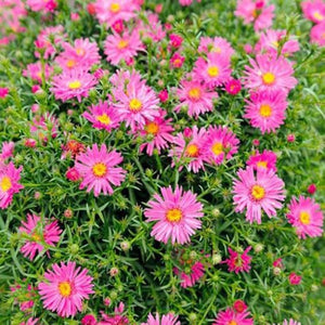 Aster 'Wood's Pink'