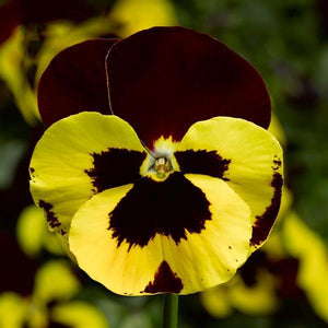 Pansy "Yellow Red Wing"