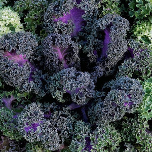 Ornamental Kale 'Yokohama Red'