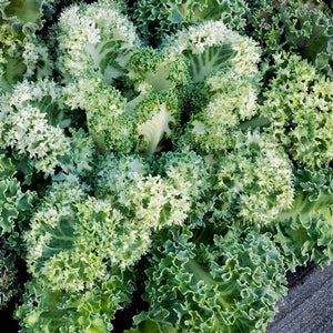 Ornamental Kale 'Yokohama White'