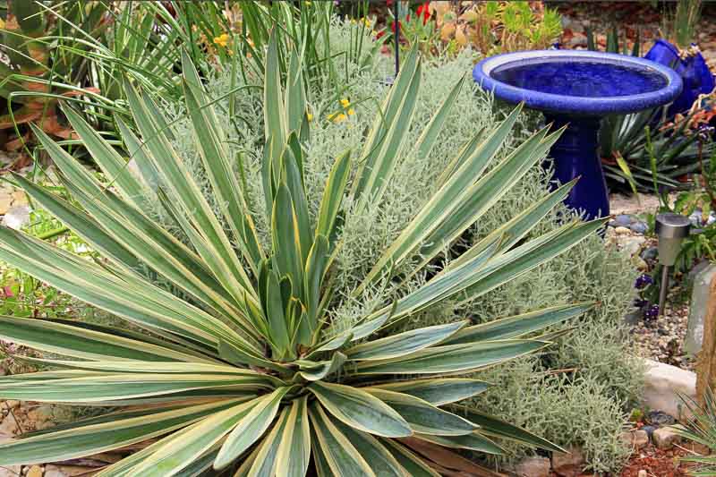 Yucca gloriosa 'Variegata' – Denchfield Nursery, Inc