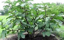 Load image into Gallery viewer, Ficus carica &#39;Chicago Hardy&#39; Fig Tree
