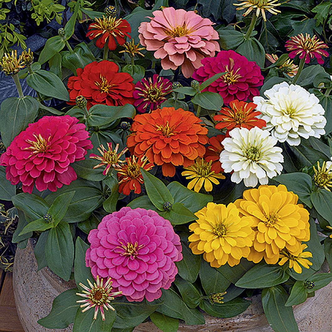 Zinnia Magellan Mix