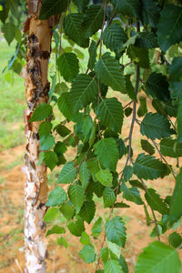 Betula nigra "River Birch"