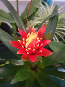 Bromeliad guzmania