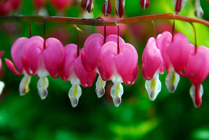 Dicentra spectabilis 'Old Fashioned Bleeding Heart'