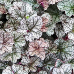 Heuchera 'Silver Scrolls'