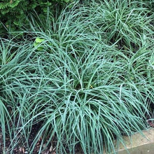 Load image into Gallery viewer, Carex flacca &#39;Blue Zinger&#39; Sedge

