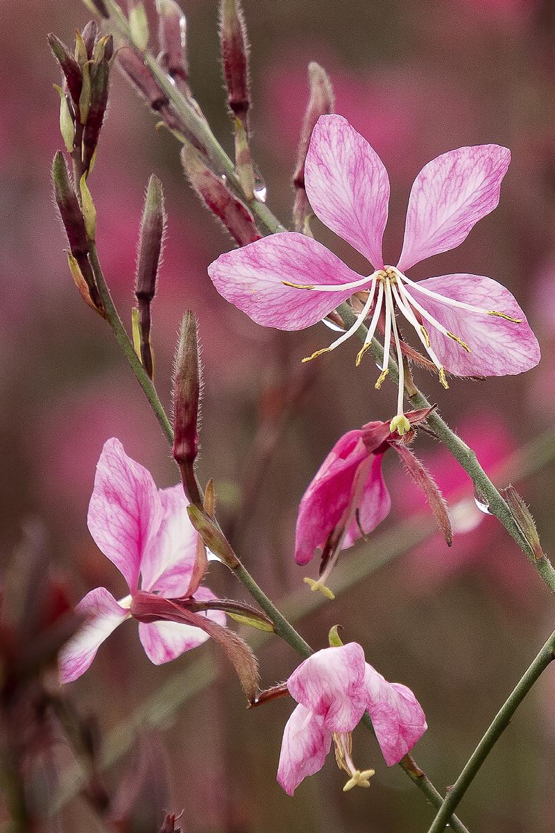 Gaura 'Steffi Dark Rose' Bee Blossom