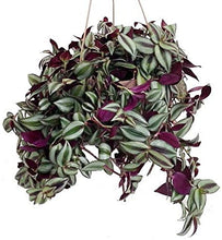 Load image into Gallery viewer, Wandering Jew Hanging Basket
