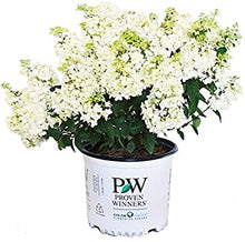 Load image into Gallery viewer, Hydrangea paniculata &quot;Bobo&quot;
