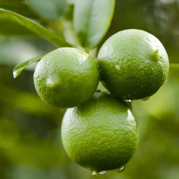 Citrus aurantifolia 'Mexican Lime' Tree