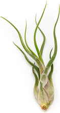 Load image into Gallery viewer, Tillandsia &#39;Air Plants&#39;
